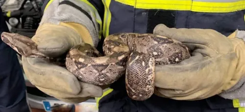 Metz :  Un boa constrictor retrouvé dans une voiture