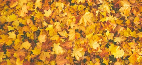 Nancy : La Foire de l'automne s'invite dans le parc de la Pépinière