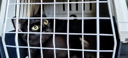 Metz : Une quarantaine de chats retrouvés dans un appartement