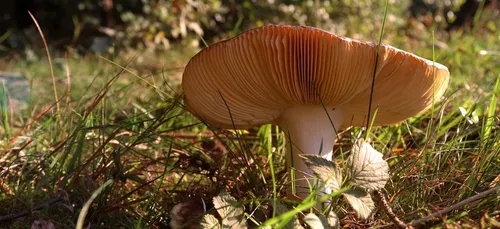 Lorraine : un cueilleur trouve un champignon de 25 kilos