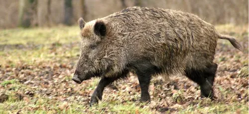 Meurthe-et-Moselle : La chasse aux sangliers prolongée jusqu'au 31...