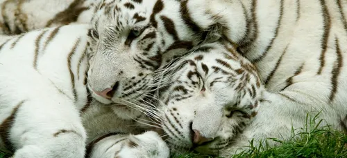 Zoo d'Amnéville : trois bébés tigres blancs viennent de naître