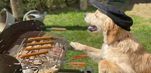 Pasha: une vie de chien pendant le confinement