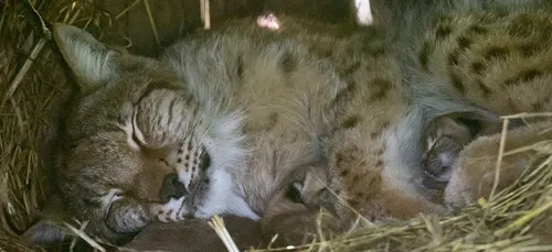 Lorraine: trois chatons de Lynx sont nés au Parc Animalier de...