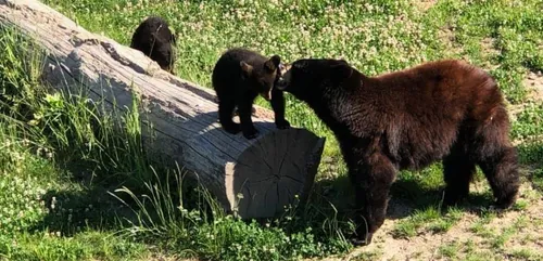Parc animalier de Sainte-Croix: réouverture au public le 10 juin