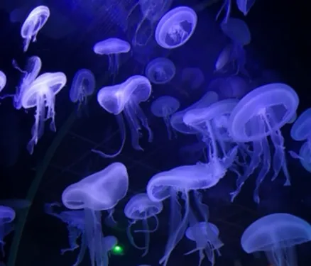 Déconfinement: réouverture du Muséum Aquarium de Nancy