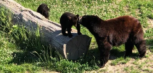 Lorraine: un beau cadeau pour le parc animalier Sainte-Croix