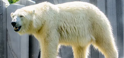 Le zoo d'Amnéville inquiet pour l'état de santé d'un ours polaire,...