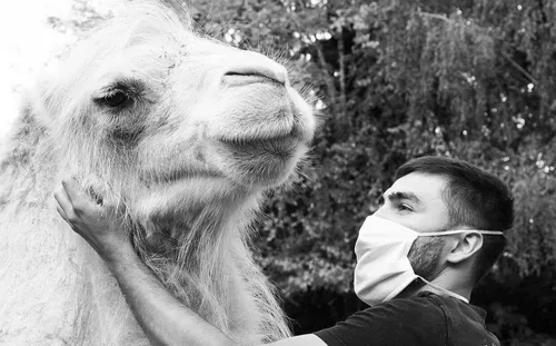 Zoo d'Amnéville : disparition inattendue d'une chamelle âgée de 10 ans