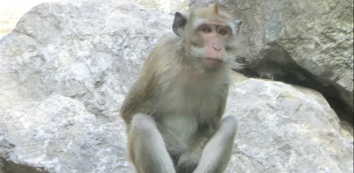Nancy : les macaques quittent le parc de la Pépinière, direction la...