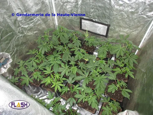 49 plants de cannabis saisis à Saint-Priest-Thaurion