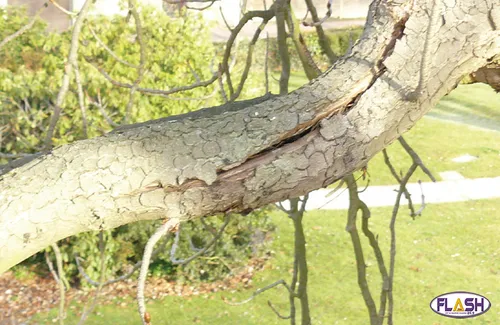 Des marronniers abattus au jardin d'Orsay