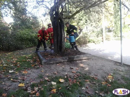 Un arbre centenaire incendié délibérément au Parc Victor Thuillat