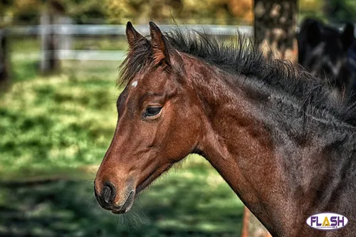 Limoges : Une mission inhabituelle pour les policiers à...