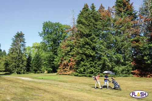 Abattage des sapins et chênes touchés par la sécheresse au Golf de...