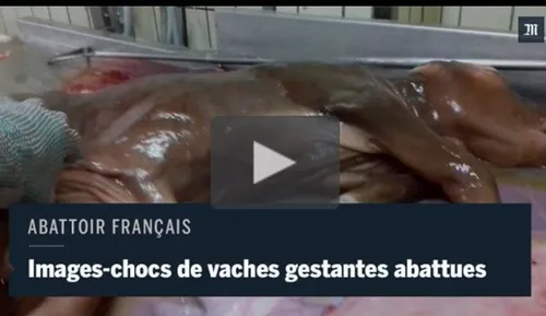 Abattoir de Limoges : vidéos chocs de maltraitance animale