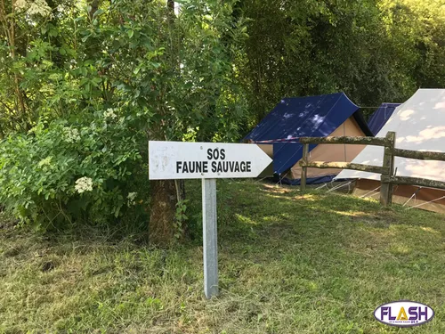 SOS Faune Sauvage au chevet des oiseaux blessés