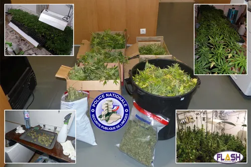 250 plants de cannabis découverts dans un appartement de type F2