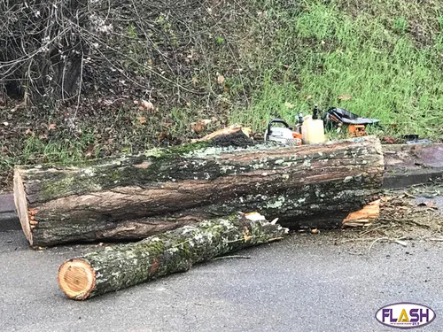 Un arbre s'écrase sur une voiture Quai Salvador Allende à Limoges