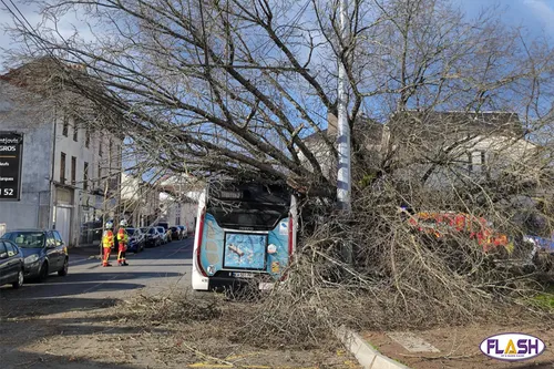 Limoges : un arbre est tombé sur un bus sans faire de blessé