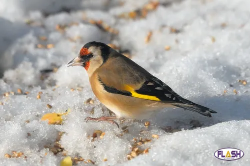Limoges : un vendeur d’oiseau protégé interpellé