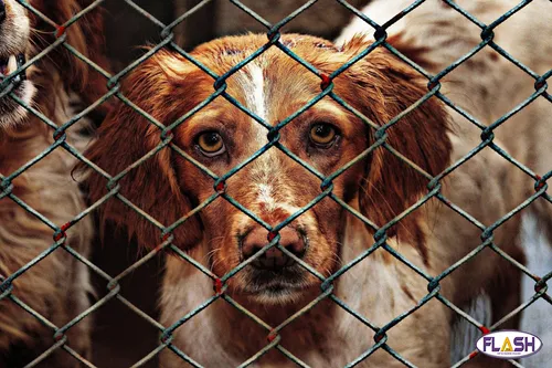 Guéret : réouverture du refuge SPA de Clocher pour des portes...