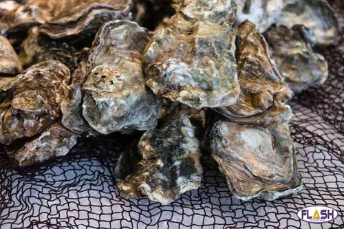 Haute-Vienne : collecte des coquilles d’huîtres, de moules et de...