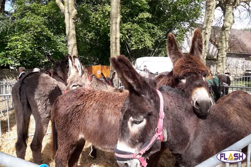 Haute-Vienne : la 31e Fête de l’Ane de St Paul
