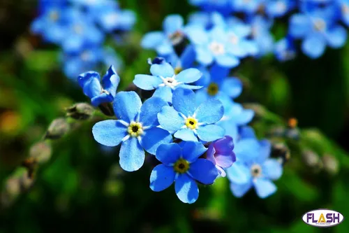 La Souterraine : un atlas de la biodiversité pour la commune ?