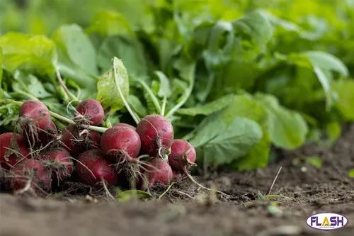 Couzeix : deux jardiniers septuagénaires se bagarrent à coup...