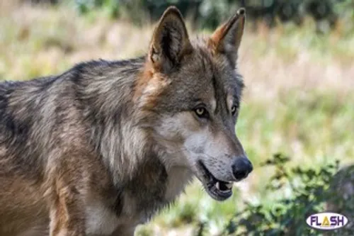 Haute-Vienne : 2 nouvelles brebis attaquées, un loup responsable ?