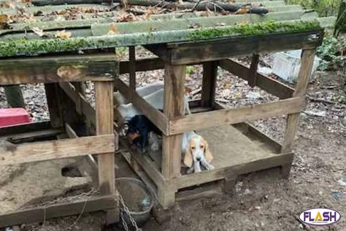 Couzeix : une douzaine de chiens retrouvés attachés, sans...