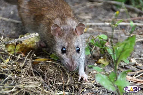 Des opérations de dératisation sont prévues à Limoges la semaine...