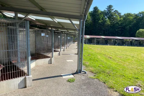 Haute-Vienne : Des portes ouvertes fructueuses pour la SPA