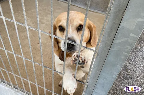 Limoges : La SPA organise ses portes ouvertes les 12 et 13 juin