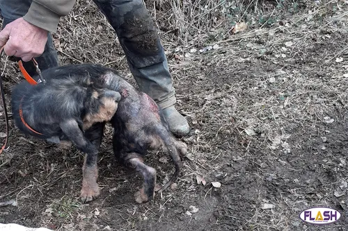 Une quarantaine de chiens sauvés par la SPA de conditions...