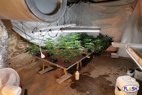 Creuse : Contrôlé positif aux stupéfiants en voiture, il cultivait...