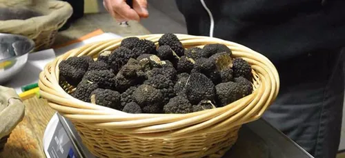 Fête de la Truffe et des Papilles : c'est ce samedi à Is-Sur-Tille !