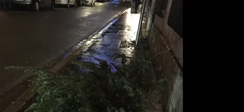 La collecte de sapins se poursuit