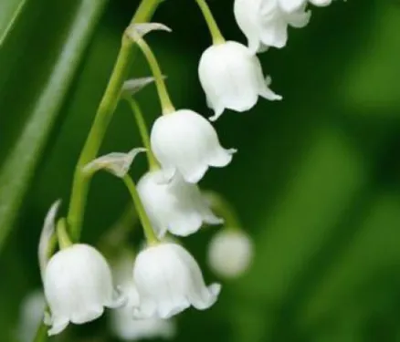 Les consignes de vente de muguet