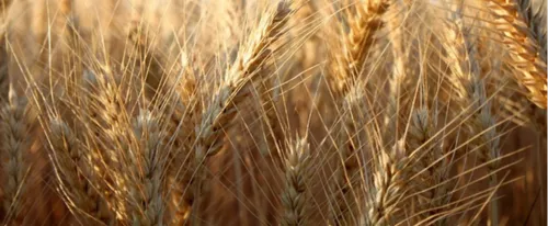 DIJON CÉRÉALES: UNE MOISSON 2020 MAUVAISE EN TERRES SUPERFICIELLES,...