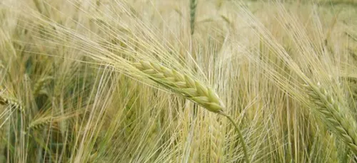 LA CÔTE-D’OR LIVRE UNE MOISSON 2020 INQUIÉTANTE POUR LA ZONE...