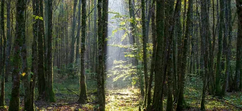 DIJON MÉTROPOLE PLANTE 1 000 ARBRES POUR CÉLÉBRER LES NAISSANCES