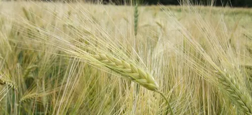 DIJON : Les Faucheurs Volontaires d'OGM passeront-ils le réveillon...