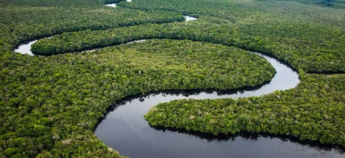Good News : en Amazonie, la forêt reprend ses droits