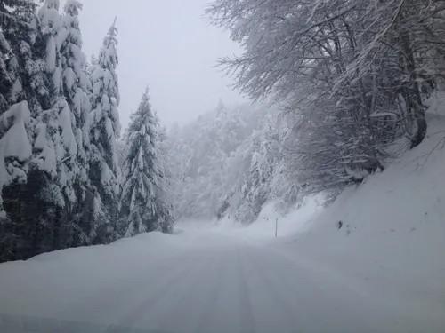 Vosges : Les chutes de neige tardives impactent la faune et la flore