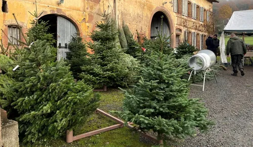 Comment bien choisir et conserver son sapin de Noël ?