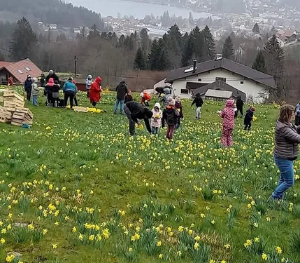 Vosges : la célèbre fête des jonquilles de Gérardmer va souffler sa...