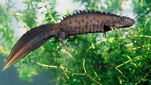 Vosges : le triton crêté est recherché dans les mares privées près...