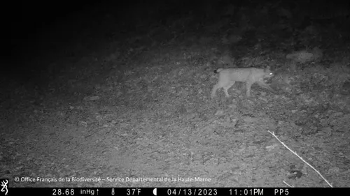 La présence du lynx signalée dans la région de Rongeant/Rognon en...